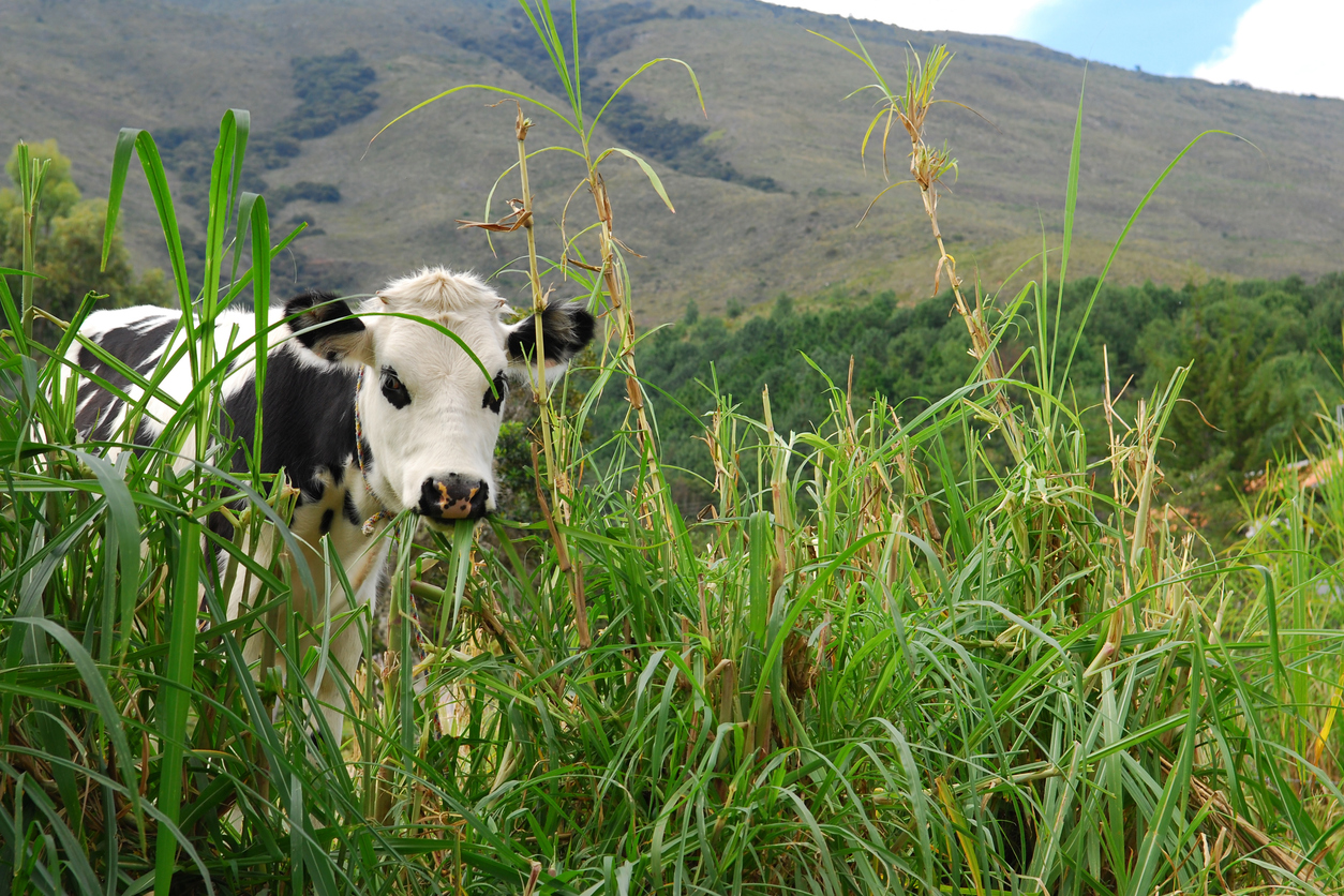 Agroturismo