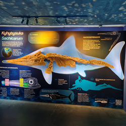 Fósiles y Paleontología en Villa de Leyva